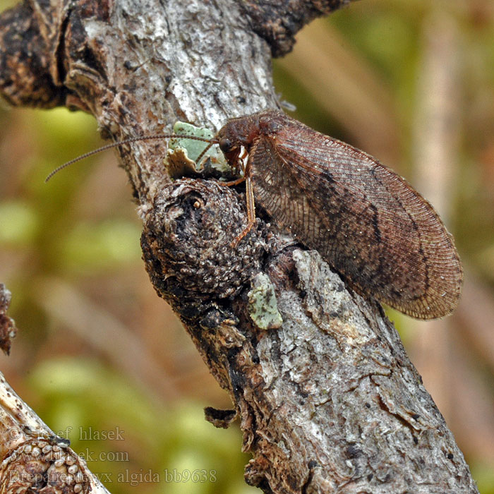 Drepanepteryx algida