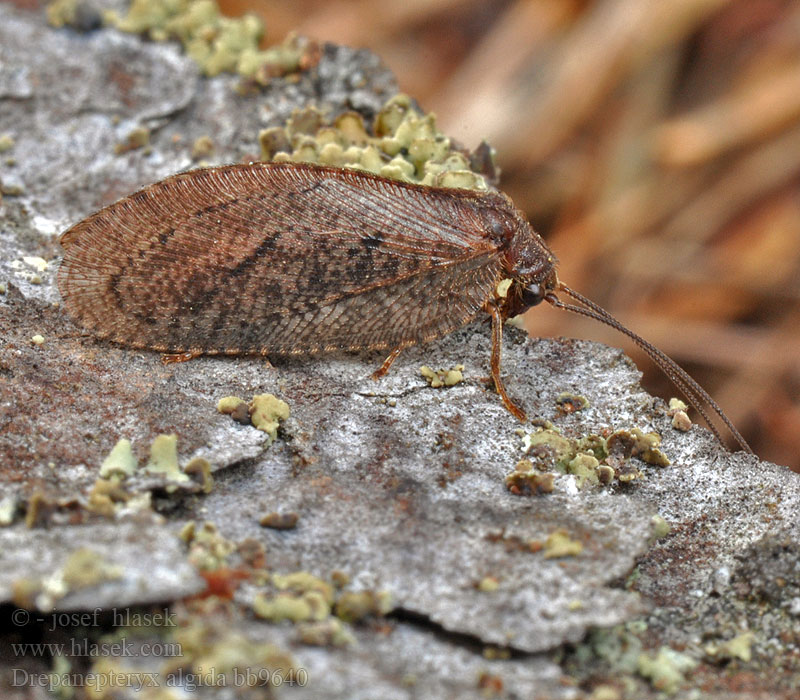 Drepanepteryx algida