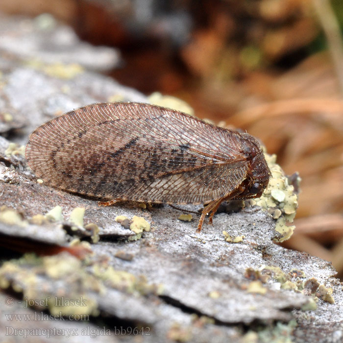 Drepanepteryx algida