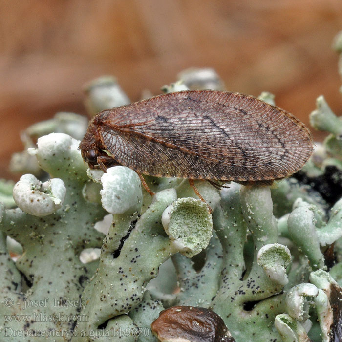 Drepanepteryx algida