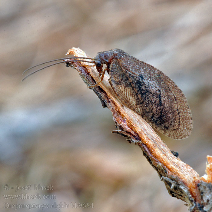 Drepanepteryx algida