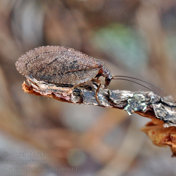 Drepanepteryx algida