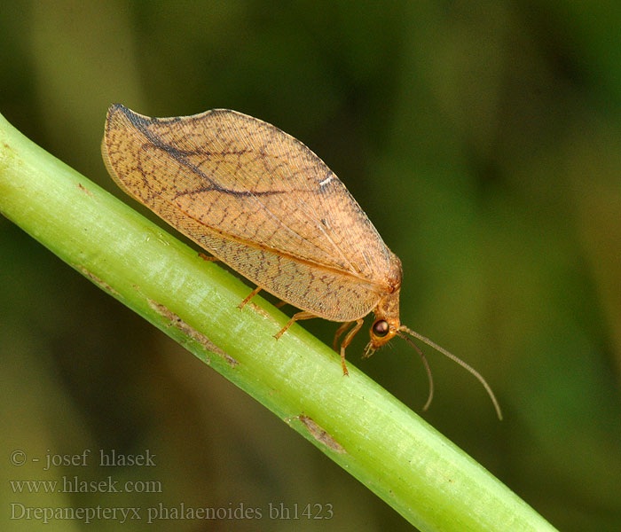 Drepanepteryx phalaenoides Rzounek vykrajovaný Totes Blatt Гемеробия серпокрылая Drepanopteryx