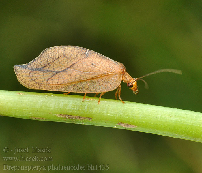 Drepanepteryx phalaenoides Totes Blatt Rzounek vykrajovaný Гемеробия серпокрылая Drepanopteryx