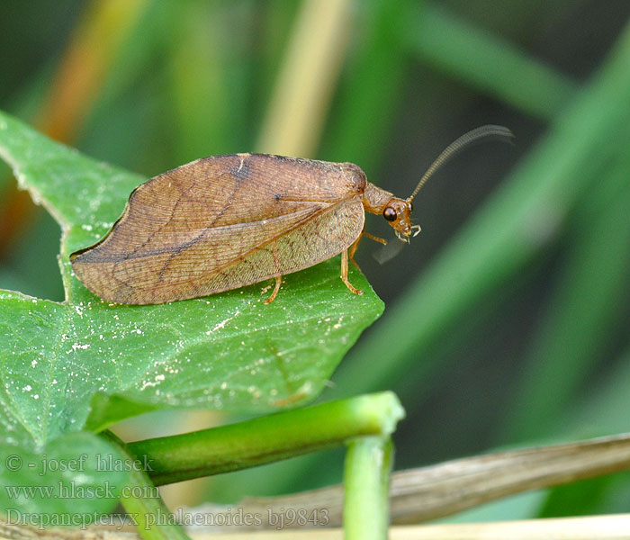 Drepanepteryx Drepanopteryx phalaenoides Totes Blatt Rzounek vykrajovaný Гемеробия серпокрылая