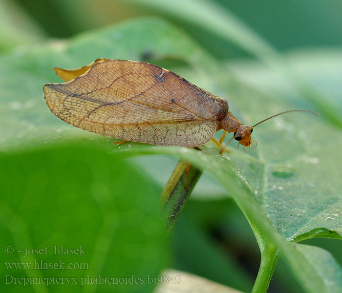 Totes Blatt Rzounek vykrajovaný Гемеробия серпокрылая Drepanepteryx Drepanopteryx phalaenoides