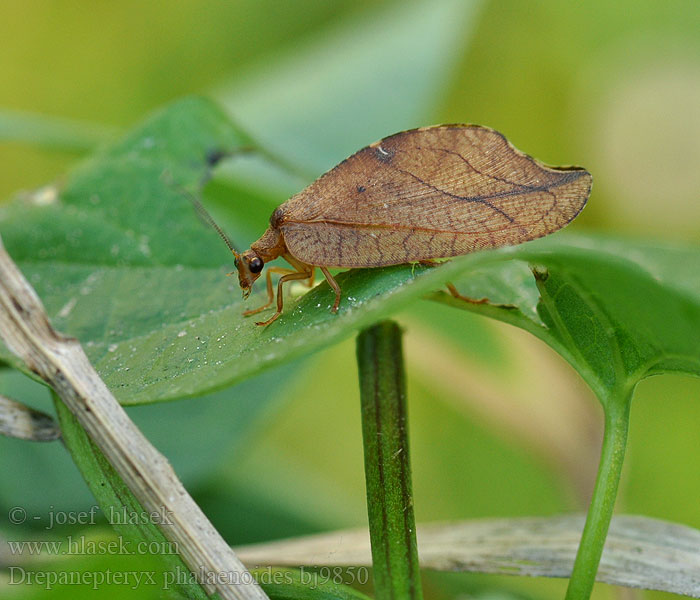 Rzounek vykrajovaný Гемеробия серпокрылая Drepanepteryx Drepanopteryx phalaenoides Totes Blatt