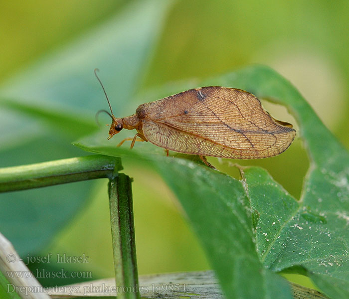 Гемеробия серпокрылая Drepanepteryx Drepanopteryx phalaenoides Totes Blatt Rzounek vykrajovaný