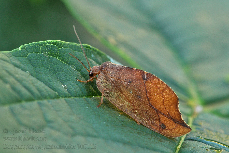 Drepanepteryx phalaenoides