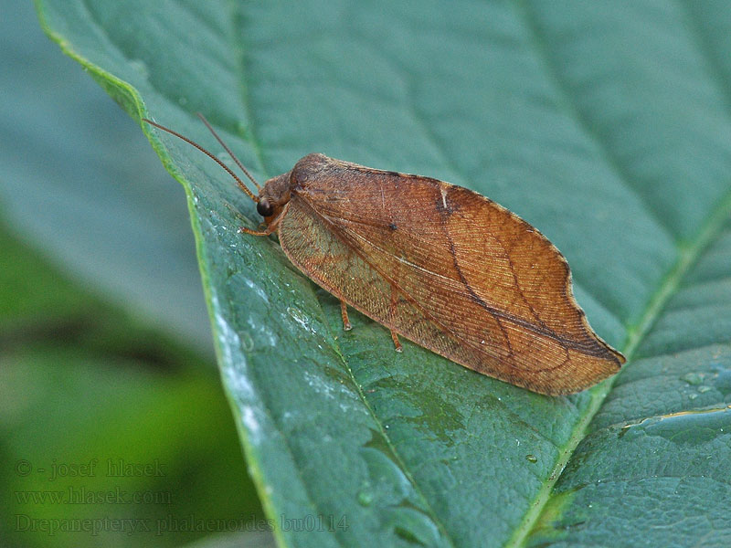 Drepanepteryx phalaenoides