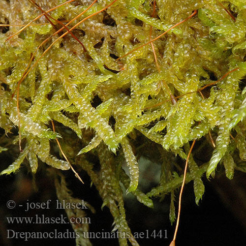 Drepanocladus uncinatus ae1441 CZ: srpnatka háčkovitá NO: Bleikklomose UK: Sickle Moss Sikkelmos FR: Sanionia uncinata