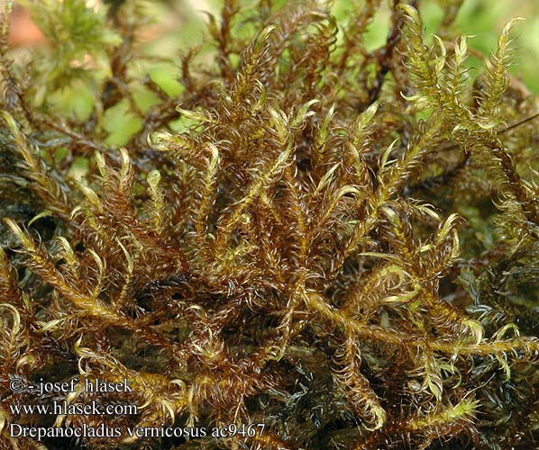 Drepanocladus vernicosus Sichelmoos Sierpowiec Kosáčik