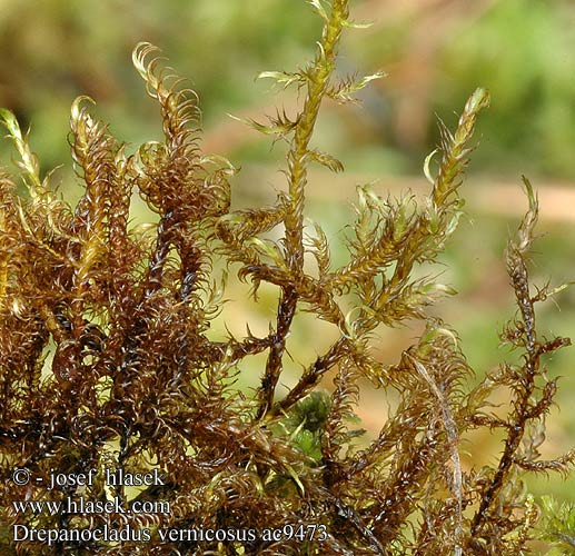 Drepanocladus vernicosus Srpnatka fermežová Дрепанокладус глянцеватый