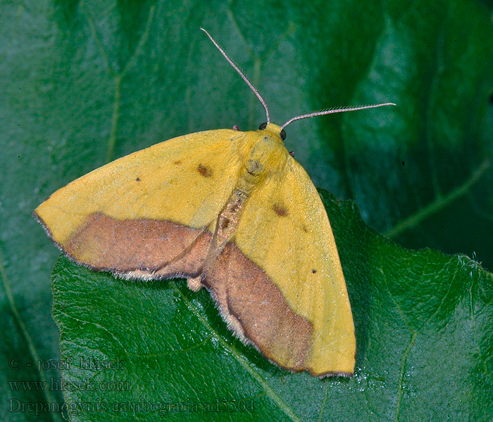 Drepanogynis cambogiaria