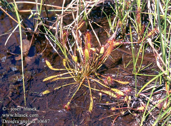 Drosera anglica Great Sundew Langbladet Soldug Smalsoldogg