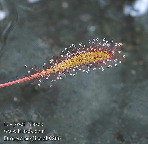 Drosera foglie allungate Smalsoldogg Dolgolistna rosika Росичка англійська