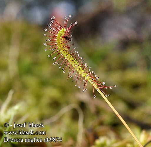 Drosera anglica longifolia Great Sundew Pitkälehtikihokki