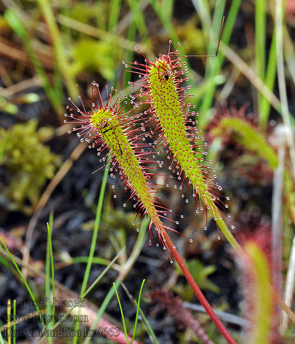 Rosiczka długolistna Drosera anglica longifolia