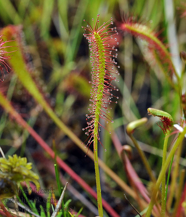 Rosnatka dlouholistá anglická Drosera anglica longifolia