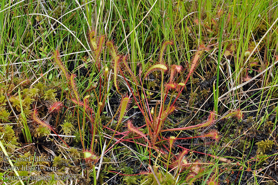 ドロセラ アングリカ Drosera anglica longifolia