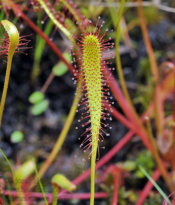 Росянка английская длиннолистная Drosera anglica longifolia