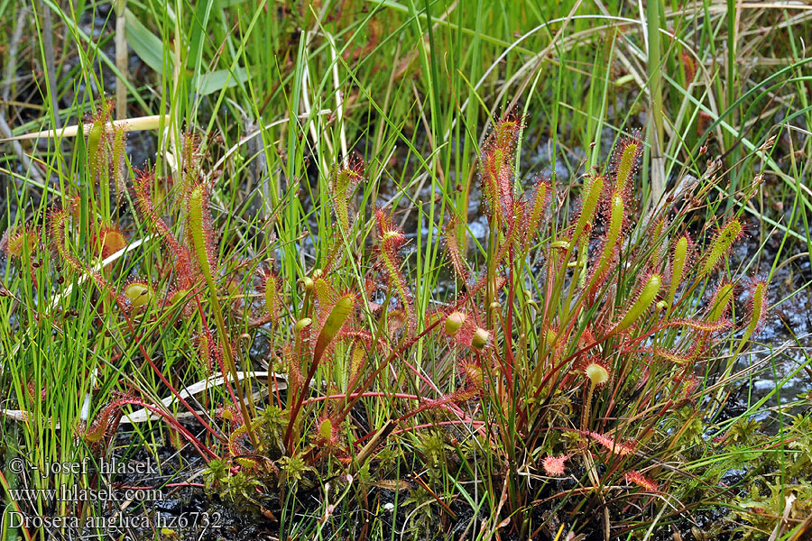 Smalsoldogg Dolgolistna rosika Drosera anglica longifolia