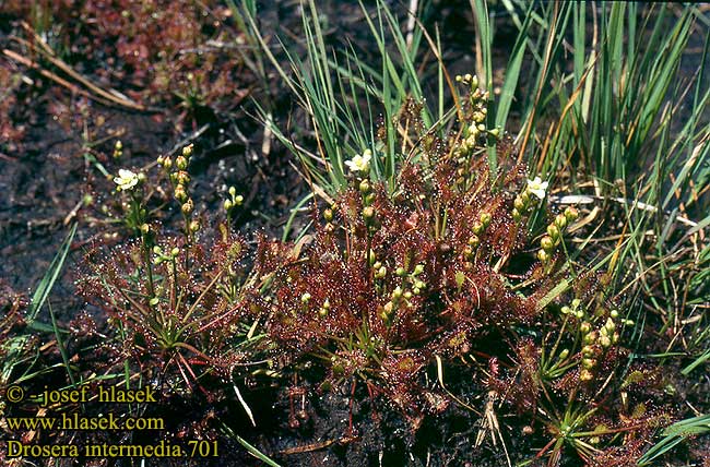 Drosera intermedia Spatulate-leaved Sundew Spoon-leaved