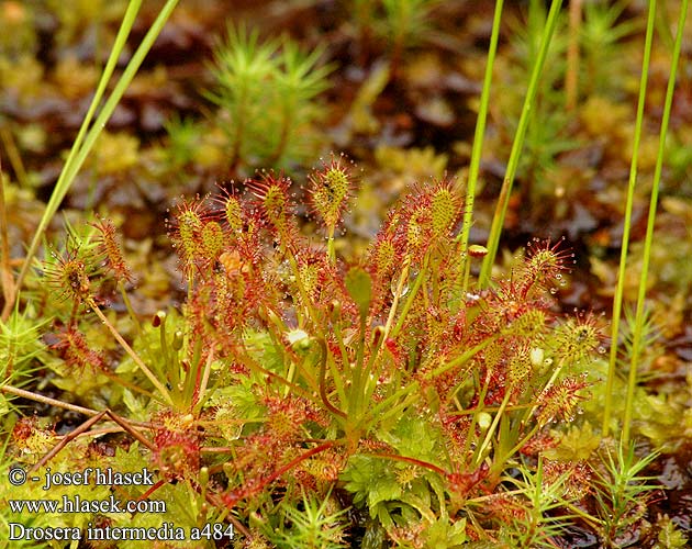 Kleine zonnedauw Rosolida Sonnentau Mittlerer Rosiczka pośrednia