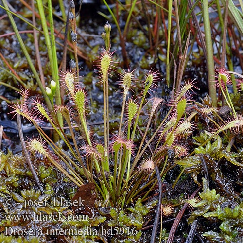 Росичка середня проміжна Drosera intermedia Spatulate-leaved