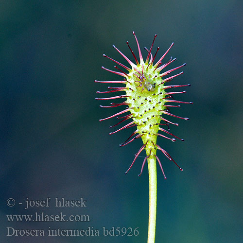 Spatulate-leaved Sundew Spoon-leaved Liden Soldug Pikkukihokk