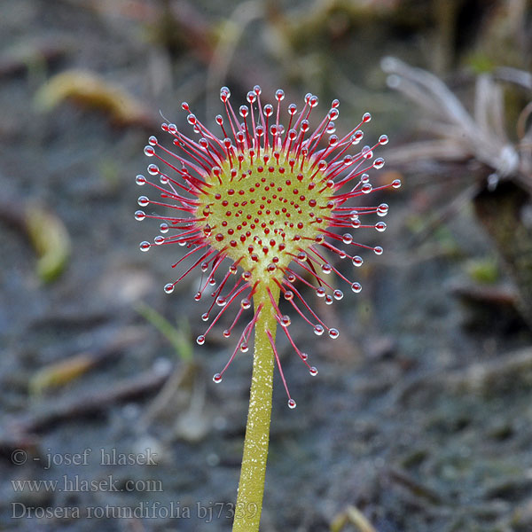 Drosera rotundifolia Roua cerului Росянка крупнолистная