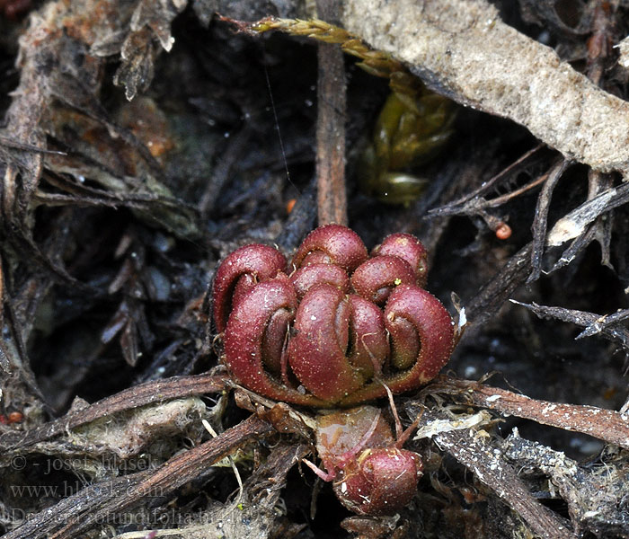 Drosera rotundifolia Zonnedauw Rosolida Kereklevelű harmatfű