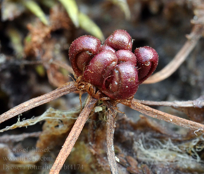 Drosera rotundifolia Rundblättriger Sonnentau