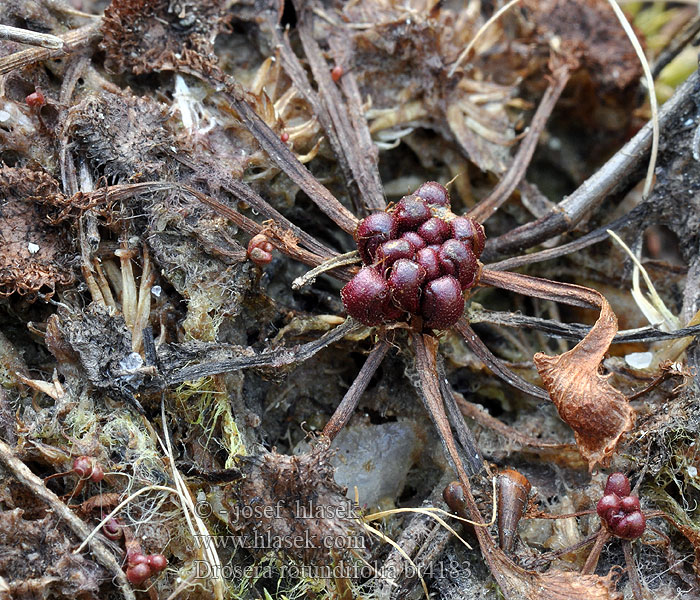 Drosera rotundifolia Rosiczka Rosička okrúhlolistá