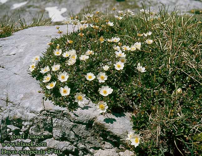 Dryas octopetala Mountain Avens Reinrose Lapinvuokko Kahdesanteräinen