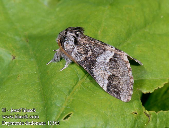 Drymonia dodonaea Marbled Brown Ungefleckter Zahnspinner