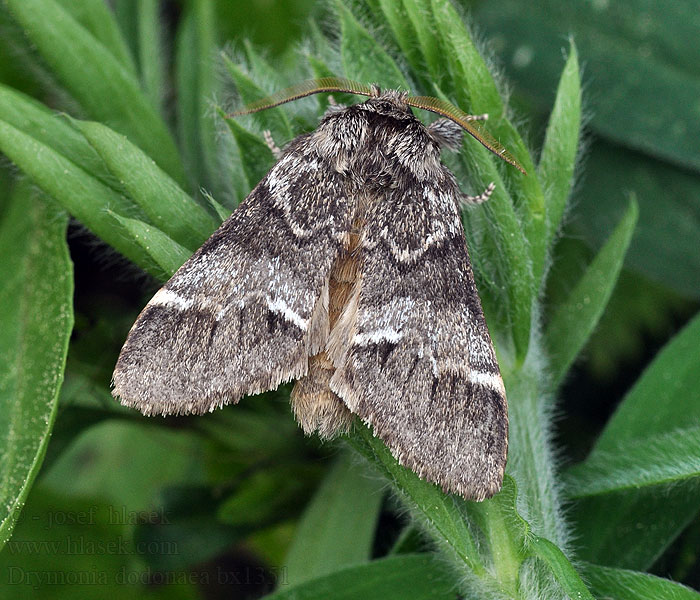 Marbled Brown Drymonia dodonaea