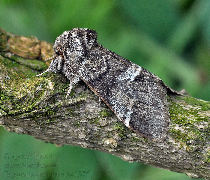 Ungefleckter Zahnspinner Drymonia dodonaea