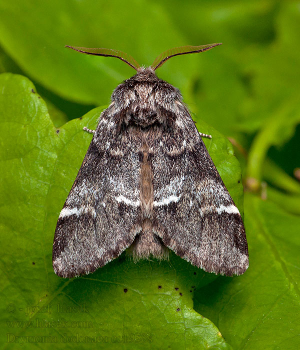 Hřbetozubec hnědý Drymonia dodonaea