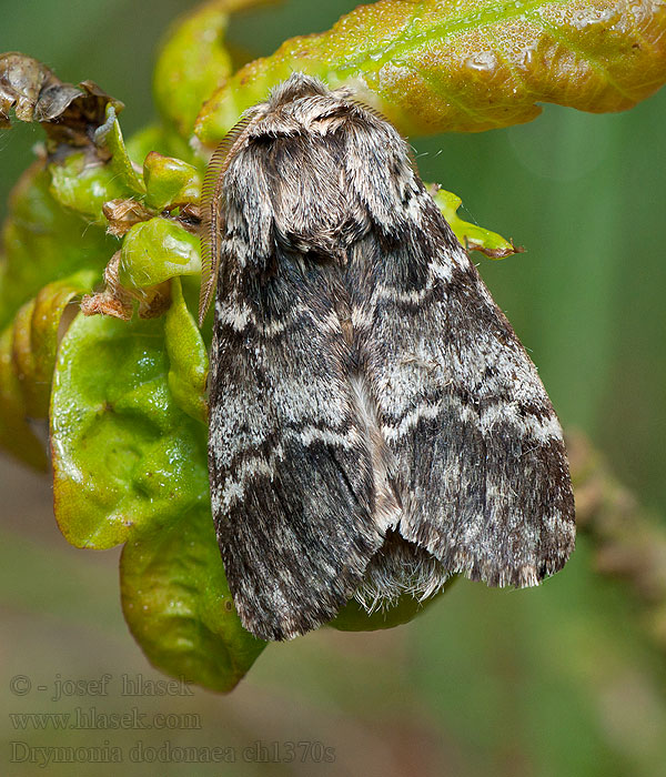 Chochlatka hnedá Triple Tache Gulsvansad Drymonia dodonaea