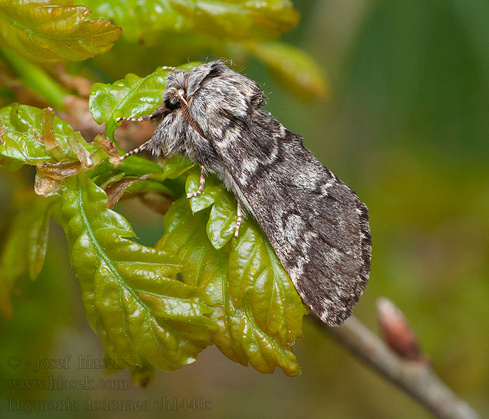 Marbled Brown Ungefleckter Zahnspinner Drymonia dodonaea