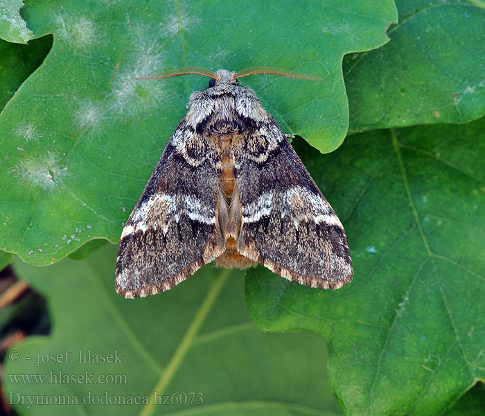 Drymonia dodonaea Marbled Brown