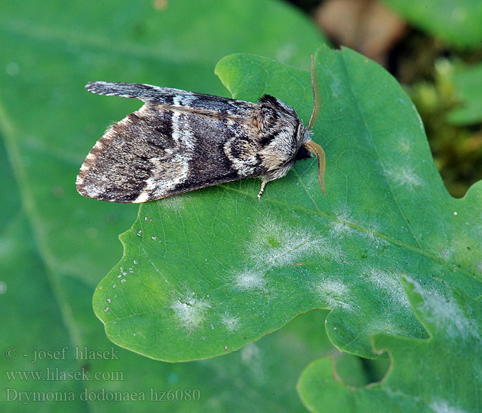 Drymonia dodonaea Ungefleckter Zahnspinner