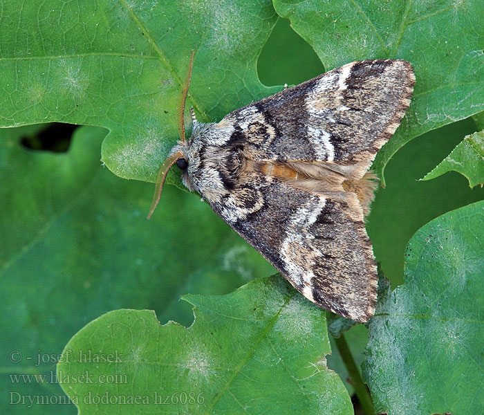 Drymonia dodonaea Hřbetozubec hnědý