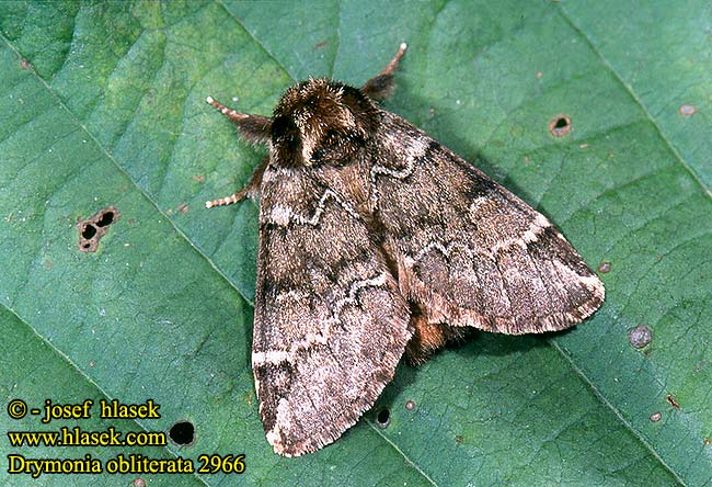 Drymonia obliterata Schwarzeck Zahnspinner Schwarzfleck