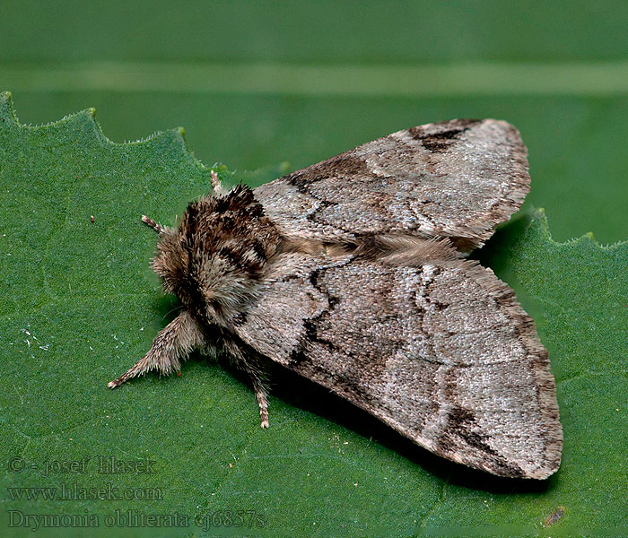 Drymonia obliterata