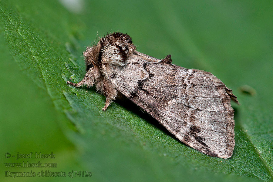 Beukentandvlinder Bokflikvinge Drymonia obliterata