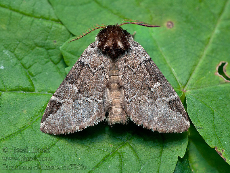 Dąbrówka melagona Drymonia obliterata