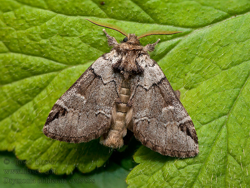 Hřbetozubec tmavoúhlý Drymonia obliterata