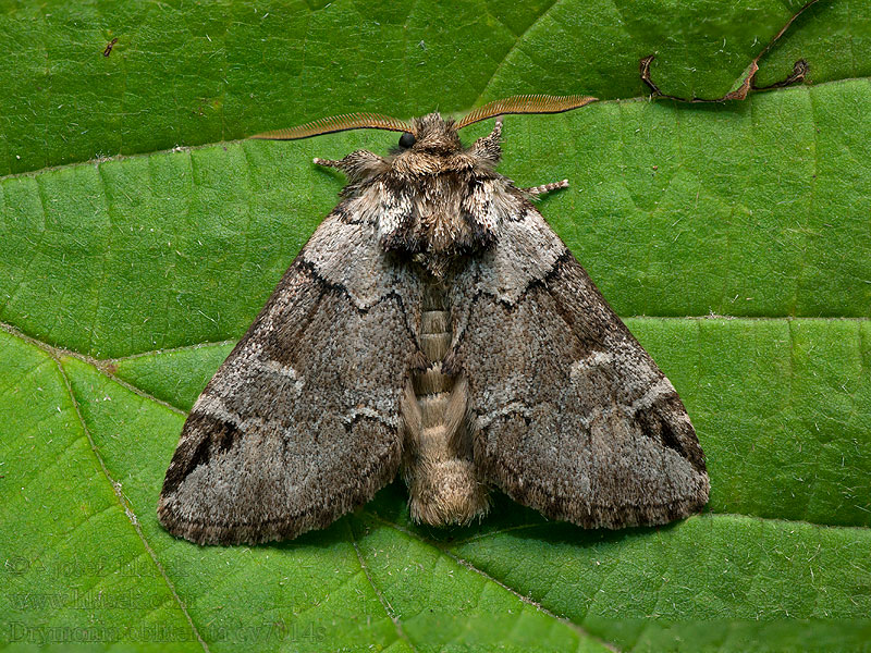 Schwarzeck Zahnspinner Schwarzfleck Drymonia obliterata